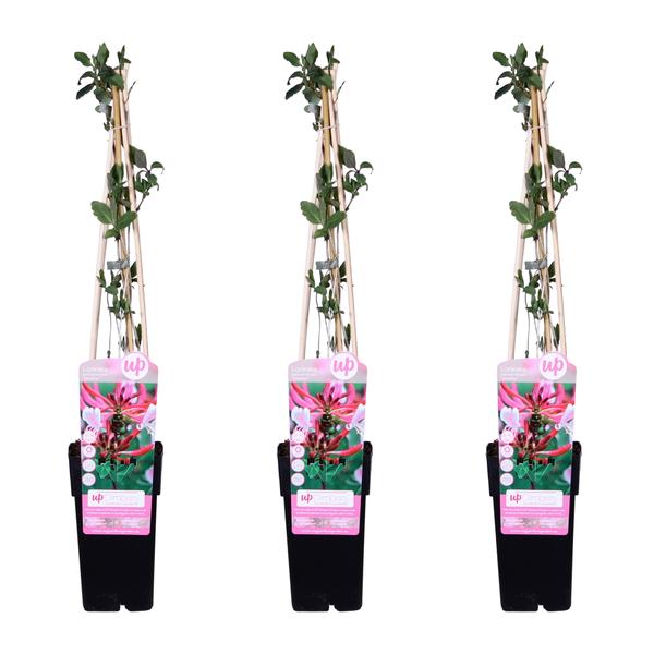 Lonicera periclymenum 'Serotina'