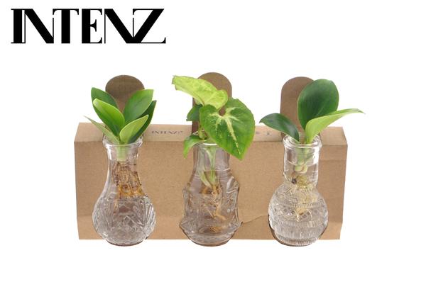 Houseplants Mix In Berlin Glass