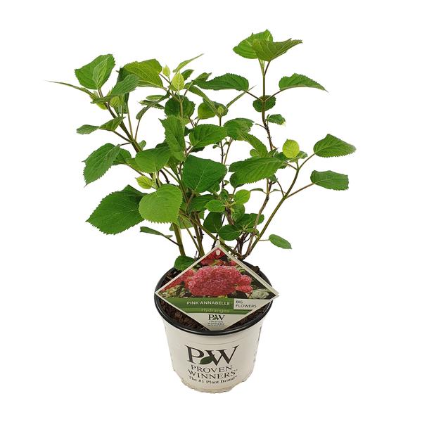 Hydrangea arborescens 'Pink Annabelle'