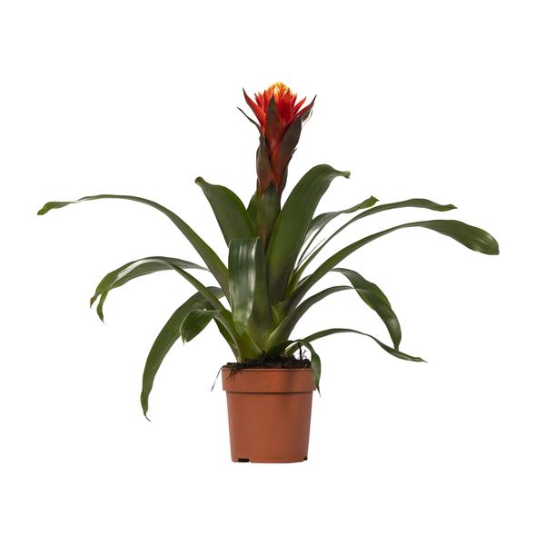 Guzmania 'Happiness'