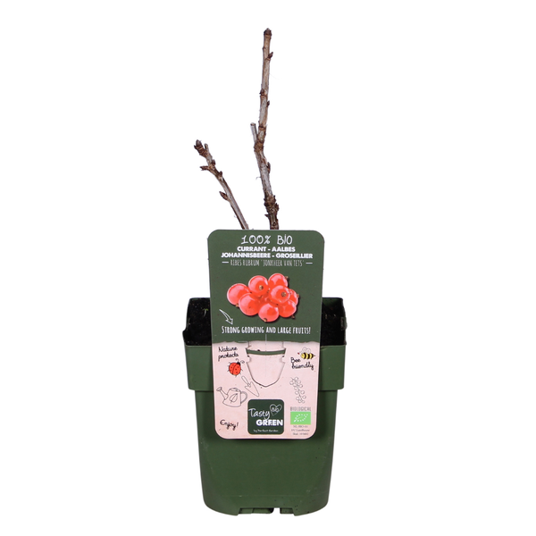 Ribes rubrum 'Jonkheer van Tets'