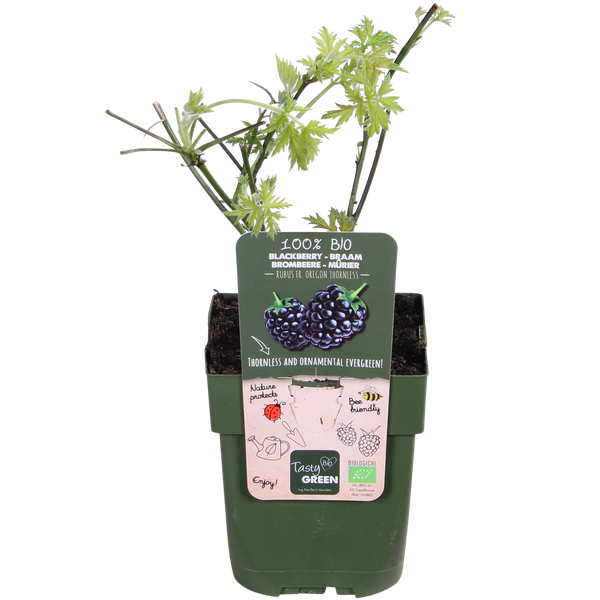 Rubus fruticosus 'Thornless Evergreen'