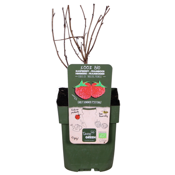 Rubus idaeus 'Malling Promise'