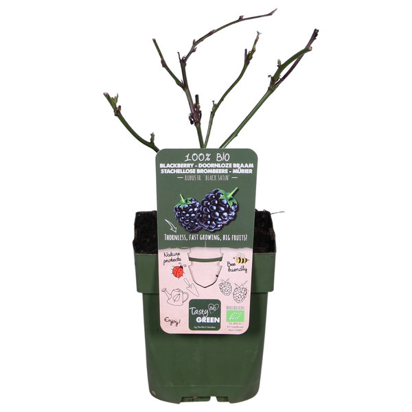 Rubus fruticosus 'Black Satin'