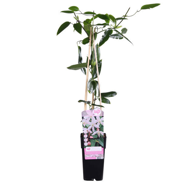 Clematis armandii 'Apple Blossom'