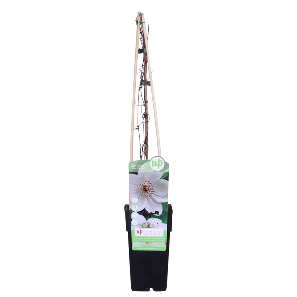 Clematis Miss Bateman