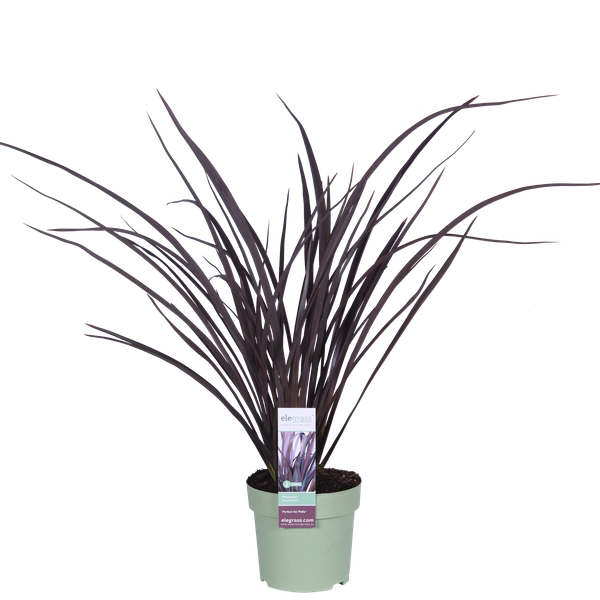 Phormium 'Rubra Nana'