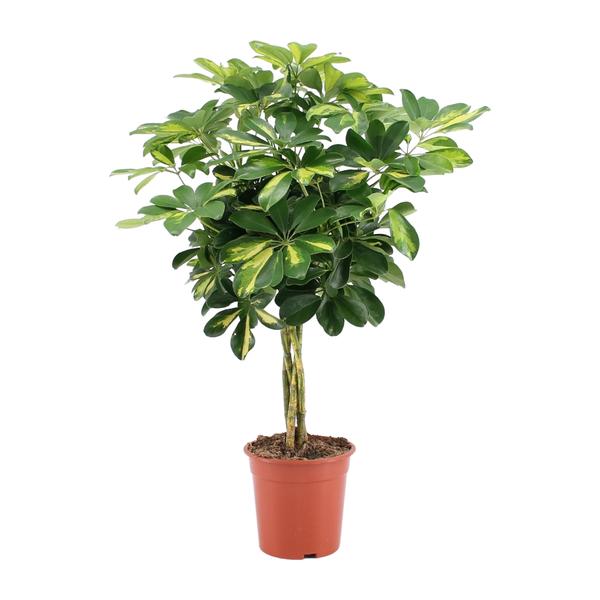 Schefflera Arboricola ‘Gold Capella’