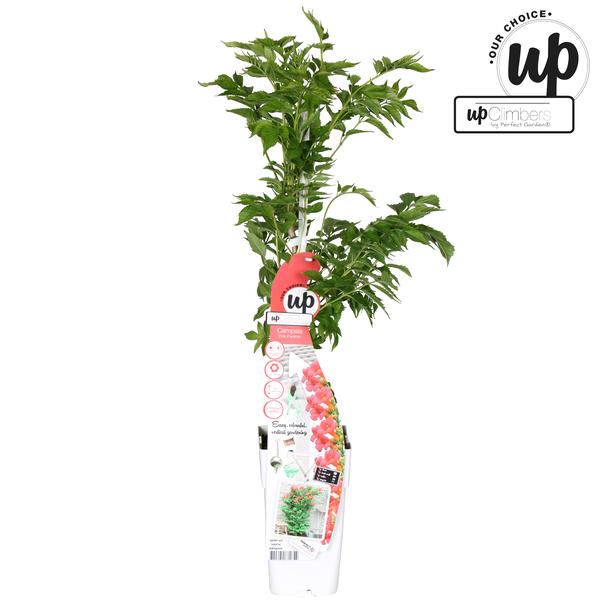 Campsis 'Pink Panther'