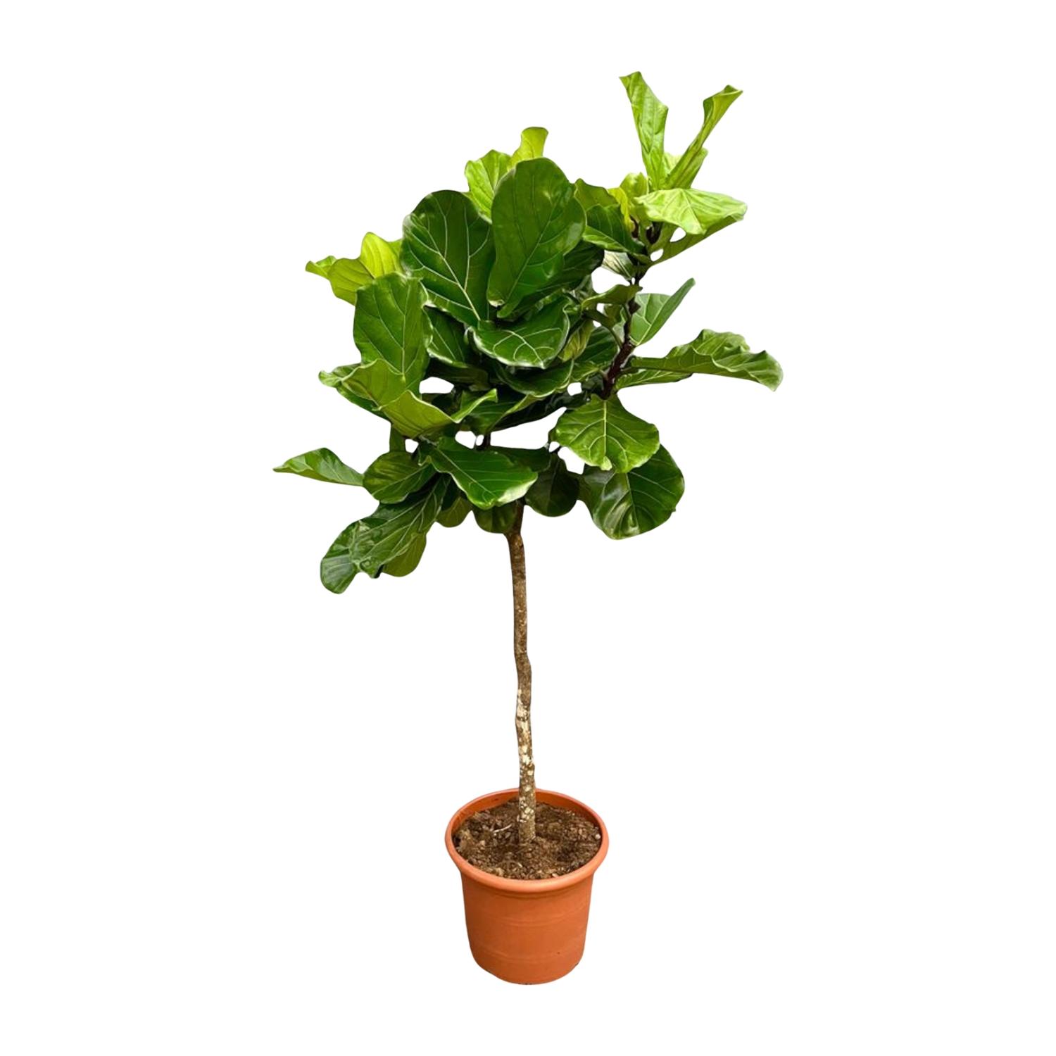 Ficus Lyrata boom XXL