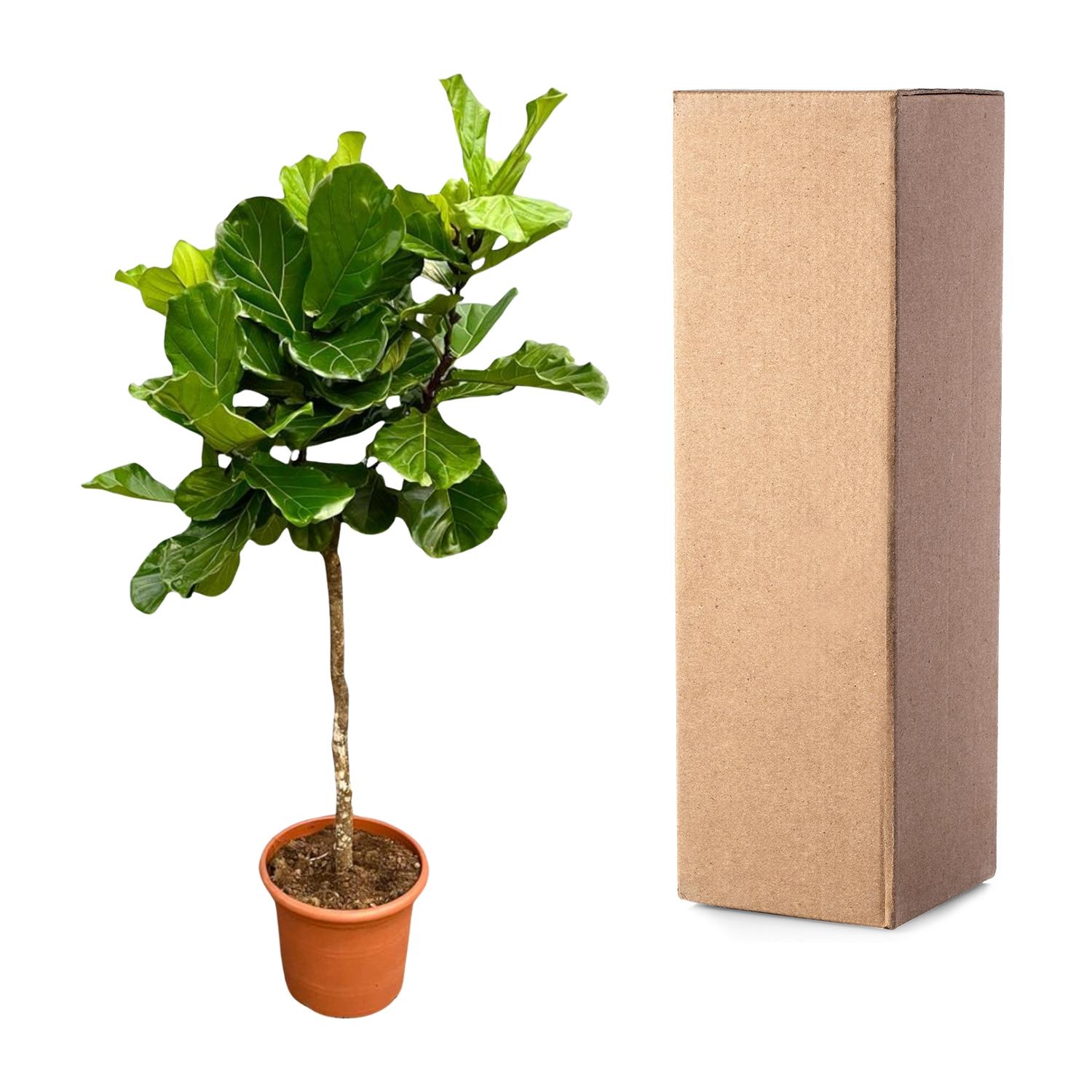 Ficus Lyrata boom XXL